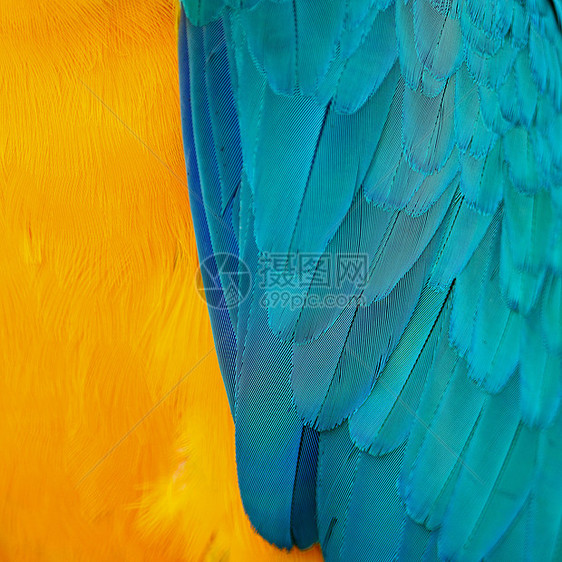 蓝色和金色麦毛羽毛异国金刚鹦鹉鹦鹉翅膀红色彩虹金子荒野鸟类野生动物图片