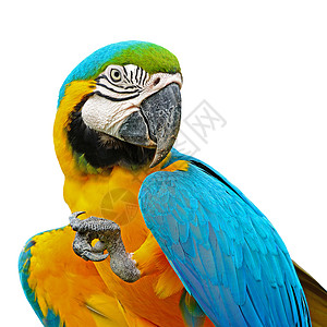 蓝色和金色Macaw热带野生动物荒野异国眼睛羽毛生活动物园金子鸟舍图片