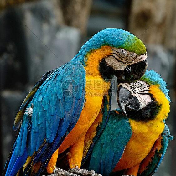 蓝色和金色Macaw宠物荒野金刚鹦鹉异国动物园羽毛翅膀野生动物黄色生活图片