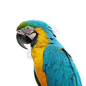 蓝色和金色Macaw荒野热带动物园异国鸟舍情调眼睛动物群金刚鹦鹉宠物图片