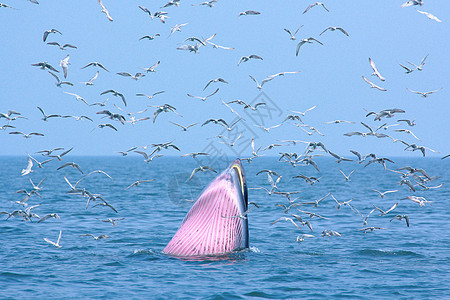 鲸和海鸥生活天空哺乳动物种间碧武蓝色动物海洋海湾粉色图片