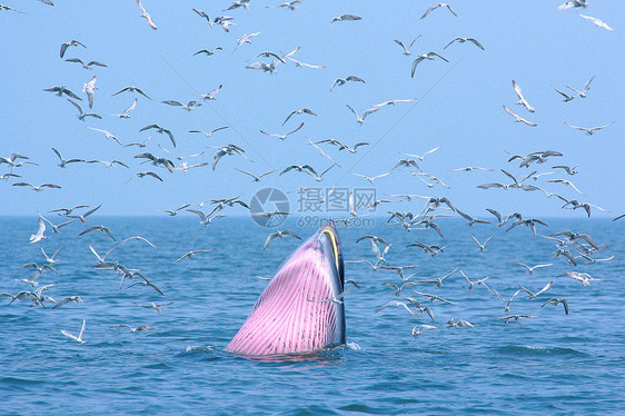 鲸和海鸥生活天空哺乳动物种间碧武蓝色动物海洋海湾粉色图片