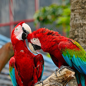 绿翼马aw生活动物群红色眼睛宠物异国热带鹦鹉野生动物动物园图片