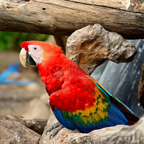 斯嘉丽马考异国脊椎动物动物园鸟舍红色眼睛荒野羽毛翅膀金刚鹦鹉图片
