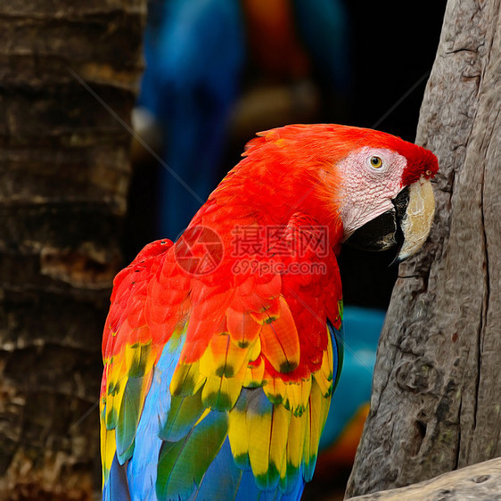 斯嘉丽马考热带鹦鹉金刚鹦鹉生活眼睛鸟舍异国宠物野生动物红色图片