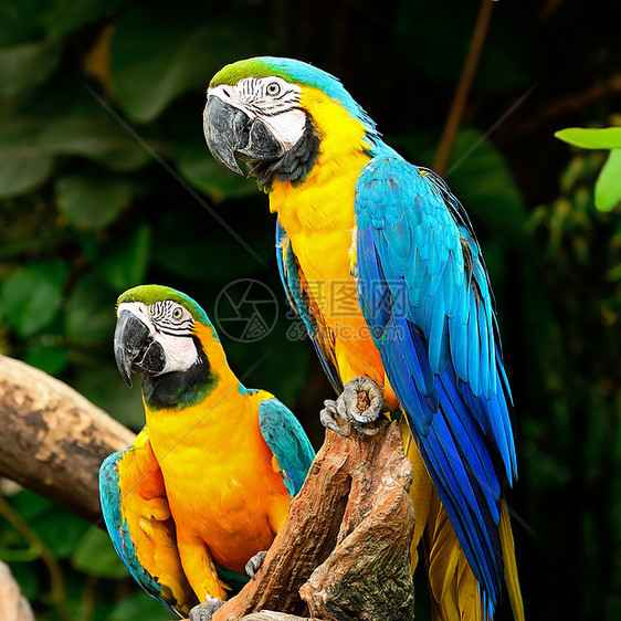 蓝色和金色Macaw热带生活动物群金子动物园野生动物眼睛鸟舍鹦鹉异国图片