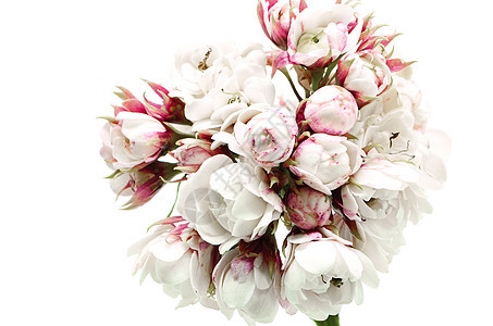 光耀弓植物学团体凉亭草本植物花朵白花紫色快乐问候语美丽图片