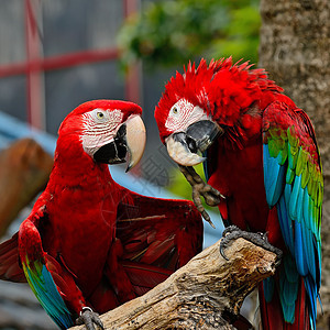 绿翼马aw动物群鸟舍情调热带动物野生动物生活动物园红色脊椎动物图片