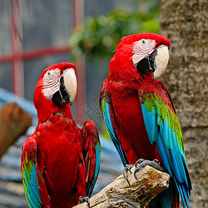 绿翼马aw热带眼睛宠物动物情调野生动物翅膀生活动物园鹦鹉图片