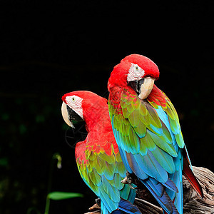 绿翼马aw红色异国宠物野生动物荒野动物园眼睛生活翅膀动物群图片