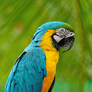 蓝色和金色Macaw翅膀黄色眼睛情调荒野羽毛热带生活金子宠物图片