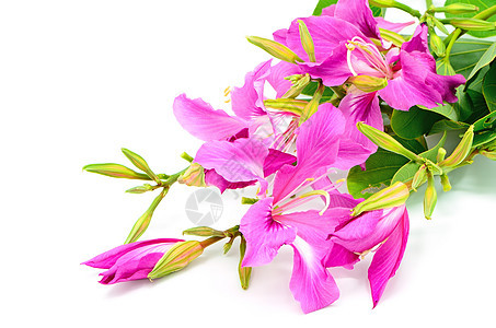 Bauhinia 布尔普里雅国家紫荆花红色绿色花瓣植物花园粉色雌蕊紫色图片