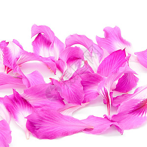 粉色花瓣背景Bauhinia 布尔普里雅国家花园粉色雌蕊紫荆花宏观紫色环境公园绿色背景