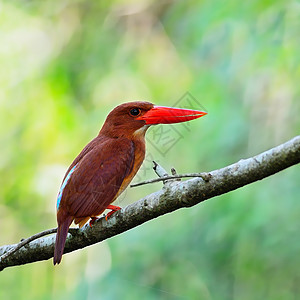 Broadbill公司鸟类森林荒野红色季节野生动物翠鸟图片