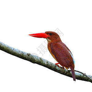 Broadbill公司荒野野生动物翠鸟红色季节森林鸟类图片