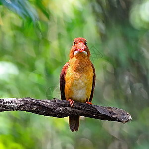 Kingfisher海王号森林红色鸟类野生动物季节荒野翠鸟图片