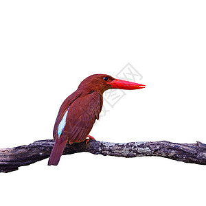 红胡子食蜜蜂者红色荒野森林野生动物季节翠鸟鸟类图片