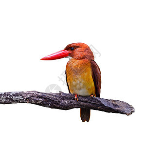 Kingfisher海王号季节翠鸟红色荒野鸟类森林野生动物图片