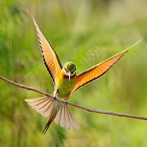 蓝尾蜂食蜜蜂者尾巴生物野生动物生态移民热带翅膀鸟类计费动物群图片
