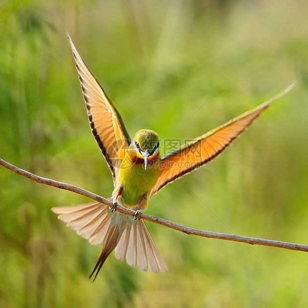 蓝尾蜂食蜜蜂者尾巴生物野生动物生态移民热带翅膀鸟类计费动物群图片