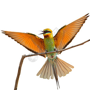 蓝尾蜂食蜜蜂者鸟类脊柱公园生态生物环境阳光野生动物热带移民图片