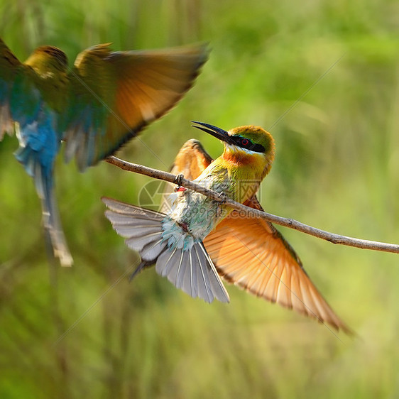 蓝尾蜂食蜜蜂者动物群脊柱警报热带环境花蜜公园移民野生动物生态图片