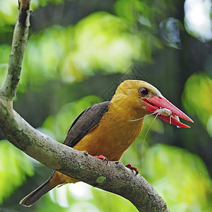 女性布朗翼捕鸟王棕色红树林鸟类翠鸟森林棕翅野生动物图片