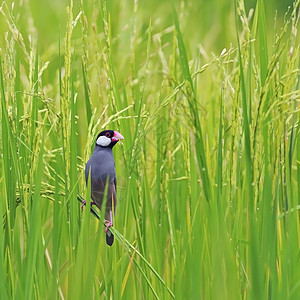 爪哇麻雀热带水稻鸟类野生动物灰色环境龙虾雀科绿色公园图片