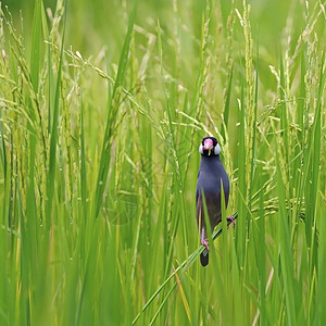 爪哇麻雀环境羽毛荒野绿色翅膀热带公园灰色水稻鸟类图片