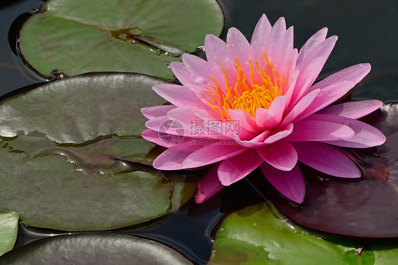 水下自来水花瓣叶子森林热带美丽食物水池池塘花园植物群图片