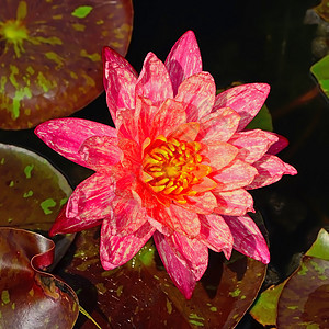 水下自来水反射情调花园植物学蓝色紫色池塘叶子植物冥想图片