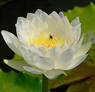 水下自来水热带水池温泉荷花花园食物植物森林植物群百合图片