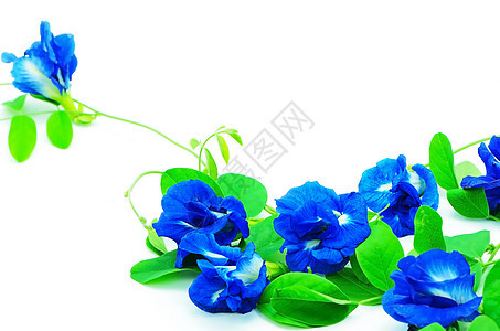 蝴蝶佩亚蓝色染色物质三叶草网站宏观头发草本植物植物登山者图片