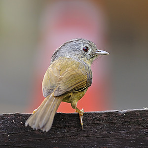 灰色盛喜富勒维塔荒野热带野生动物阳光脸颊环境尾巴羽毛生物花蜜图片