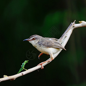 纯原自由鸟类羽毛翅膀脖子热带动物阳光野生动物休息图片