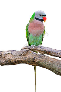 红胸鹦鹉翅膀羽毛绿色鸟类野生动物动物图片