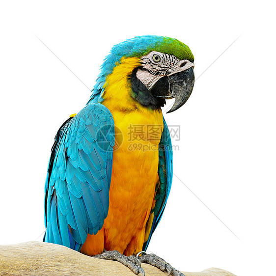 蓝色和金色Macaw金刚鹦鹉眼睛情调金子荒野动物园翅膀异国宠物黄色图片