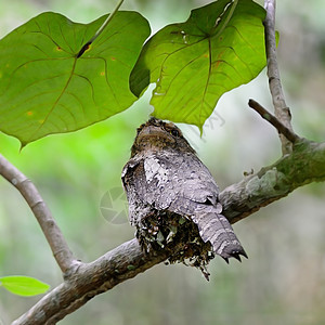 布莱斯弗罗格茅斯羽毛计费生物野生动物热带枝条尾巴生态翅膀杆菌图片