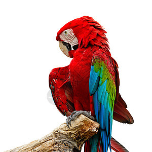 绿翼马aw动物园热带脊椎动物荒野翅膀异国红色生活鸟舍情调图片