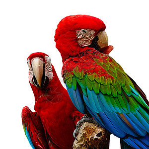 绿翼马aw热带异国翅膀情调荒野羽毛动物群红色野生动物动物图片