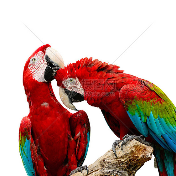 绿翼马aw动物园羽毛鸟舍动物红色野生动物荒野宠物异国翅膀图片