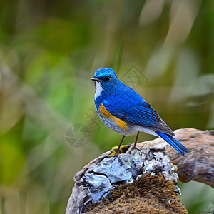 喜马拉雅山蓝尾衬套野生动物荒野观鸟休息生态橙子生物学鸟类图片