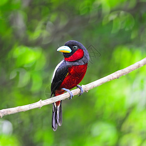 黑红团红色枝条荒野羽毛鸟类黑色野生动物自由嘴鸟背景图片