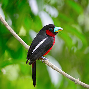 黑红团红色野生动物自由鸟类黑色羽毛荒野枝条嘴鸟背景图片