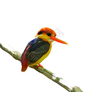黑背的捕鸟王橙子翠鸟颜色手指野生动物红票鸟类红色动物图像图片