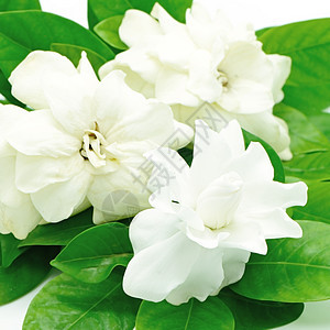 花园花束茉莉花植物群栀子花庆典叶子植物学白色植物美丽图片