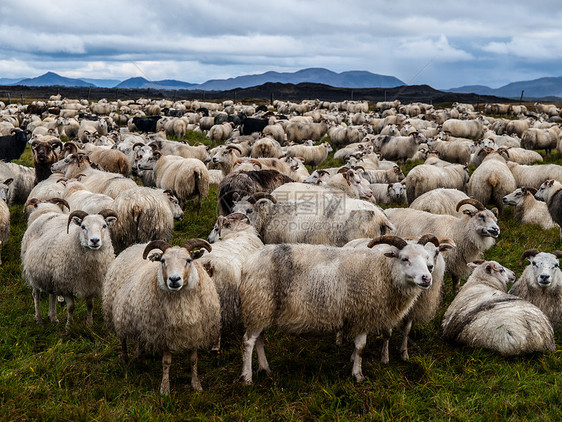 绵羊农业羊毛剪切家畜草地哺乳动物库存动物人群天空图片