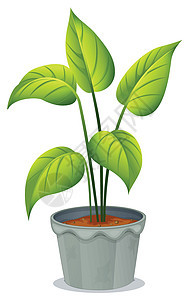 一锅绿色植物图片