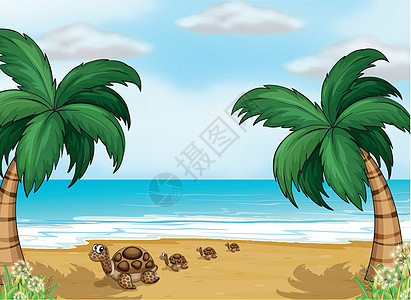 海滨的海龟背景图片