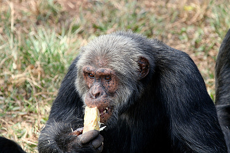 野外黑猩猩物种野生动物雄性雨林科学濒危哺乳动物野外动物灵长类宠物图片